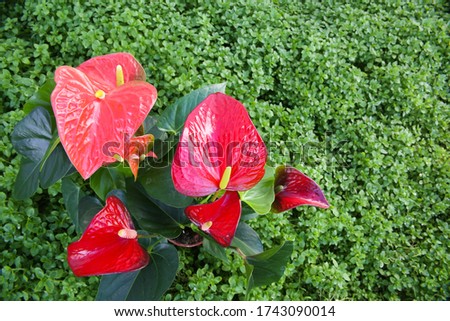 Anthurium flower is a heart-shaped flower. Flamingo flowers or Boy flowers Pigtail. Anthurium andraeanum (Araceae or Arum). Anthuriums symbolize hospitality.