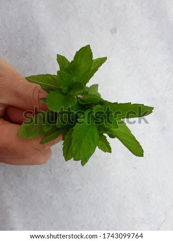 Plant is very soft,Organic and green leaf,Garden vibe