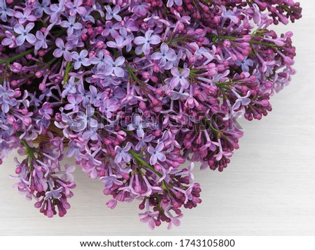 Bouquet of syringe with lilac flowers on a white background closeup, top view, copy space. Romantic picture with spring blooming for greeting card design, cover printing, screen saver, wallpaper