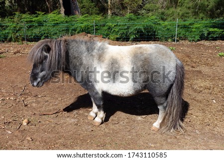 animal farm pony portrait still 