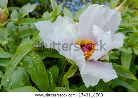 lilac tree peony flower in spring garden after rain