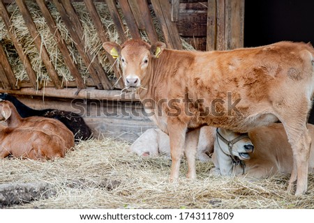 Happy jersey cow feeding in a farm.