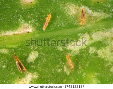 Western flower thrips, Frankliniella occidentali, (Thysanoptera: Thripidae) on the surface of spice leaf  Royalty-Free Stock Photo #1743122189