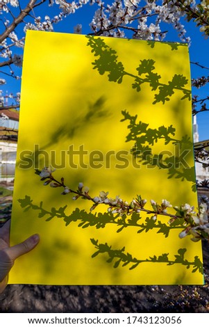 Blooming apple tree flower branches on the yellow background with shadows and copy space