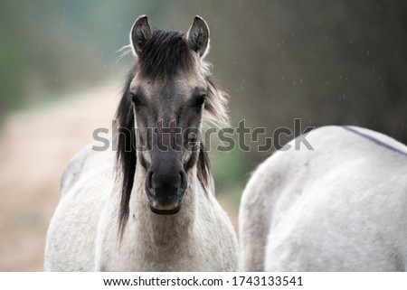 Wild horse in rain portrait close-up