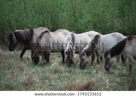 Group of wild horses on field in forest. Wildlife background.