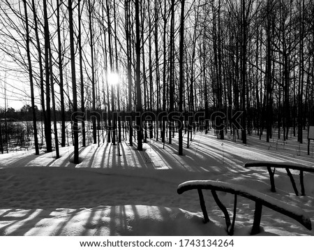 The cold winter sun shines through the tree trunks in the forest. Russian winter. Shadows in the snow. Black and white photo.