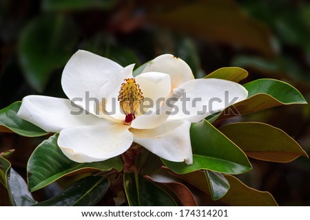 A large, creamy white southern magnolia flower blossom is circled by the glossy green leaves of the tree.