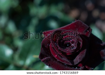The closeup shot of a red rose in the garden