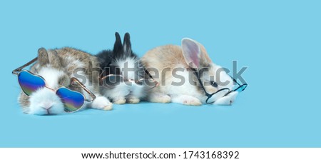 Three cute baby bunny rabbits with glasses on, lying on the blue surface.
