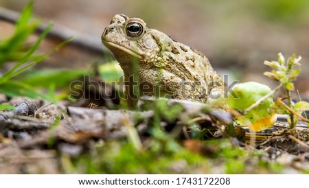 Fowler's Toad in the brush