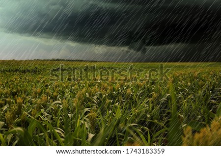 Heavy rain over green corn plants in field on grey day