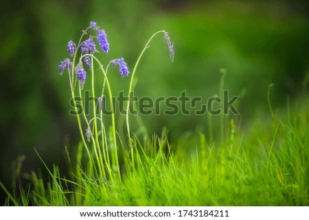 Landscape in green with beautiful violet flowers