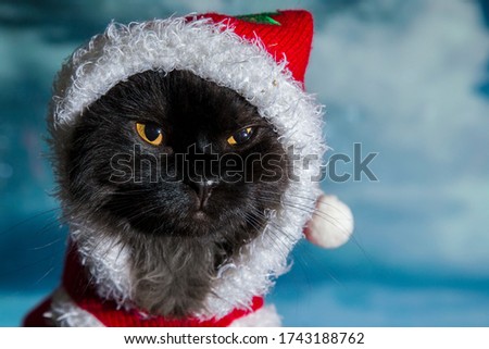 A black cat with yellow eyes in New Year costume