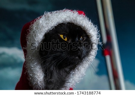 A black cat with yellow eyes in New Year costume