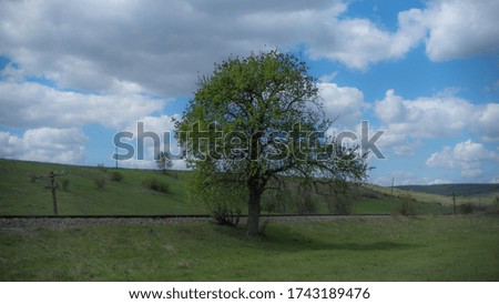 A single tree near the rails during daytime