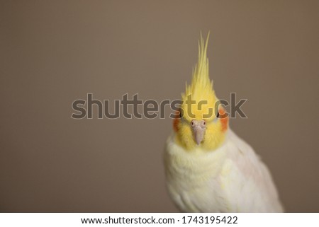 Parrot-Cockatiel (Nymphicus hollandicus), cockatoo family. Posing for the photo, looking adorable. 
Place for text. Yellow Corella with orange,red cheeks
