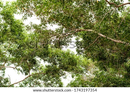 Twigs and green leaves protrude from the trunk, there are many leaves and the top is the sky.