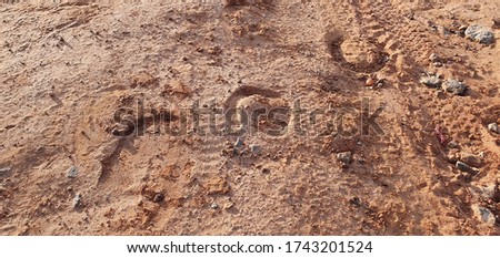 footprints of horse hoof on the ground