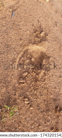 footprints of horse hoof on the ground