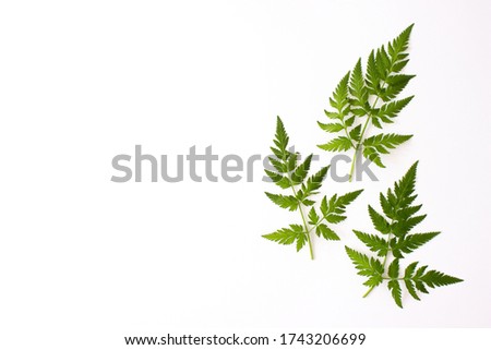 Fern green leaves isolated on white background top view with copy space. Floral nature flat lay. Ecology, organic background. Stock photo.