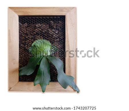 Orchid leaves in a beautiful square frame, used as ornaments Coffee shop interior design.on white background.