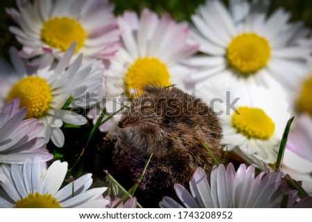 garden tree shrew in a bunch of daisy flowers Royalty-Free Stock Photo #1743208952