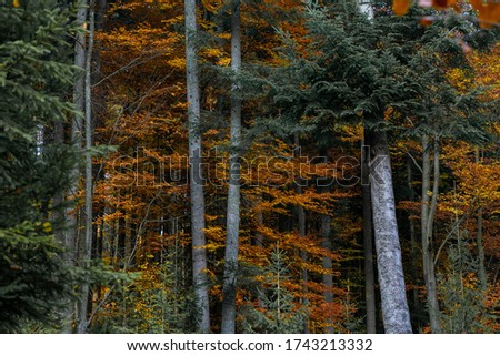 huge green pine trees on a background of yellow foliage