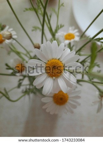 Good morning  Coffe with white chamomile flowers in macro. Home made coffee. 