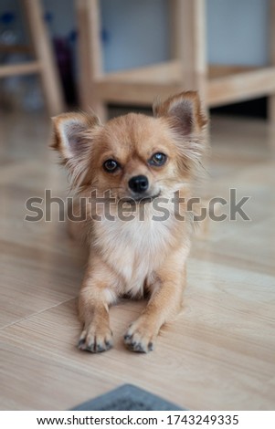 A cute portrait chihuahua is looking 