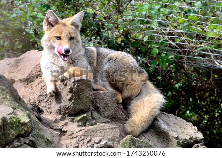 Attentive fox licking lips and resting on a rock