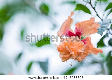 Swamp-rose mallow ,Hibiscus moscheutos on the natural background