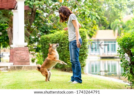Young female and dog summer concept. The girl plays with the Shiba Inu dog in the backyard. Asian women are teaching and training dogs to greet by shake hands. Royalty-Free Stock Photo #1743264791