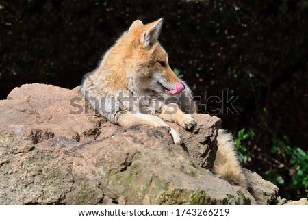 Foxx licking and resting on a rock