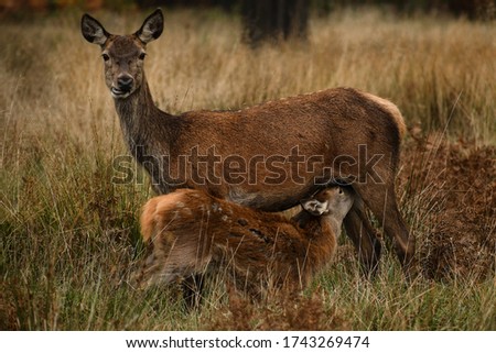 This is a beautiful picture of deer feeding milk.