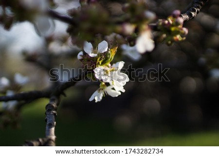 
Detail of a blossoming cherry