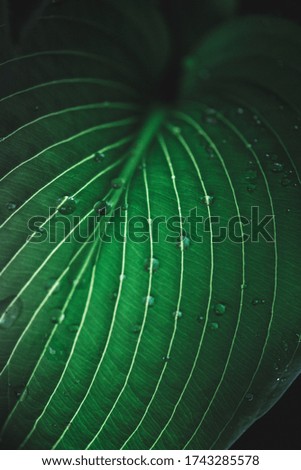 Close up picture of a hosta leaf with water drops on it