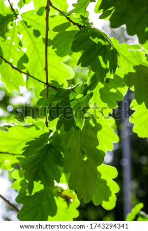 Green oak leaves shine through from the sun.