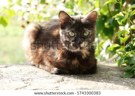 portrait of a beautiful domestic multi-colored cat outdoors among green leaves. beautiful green-eyed kitten
