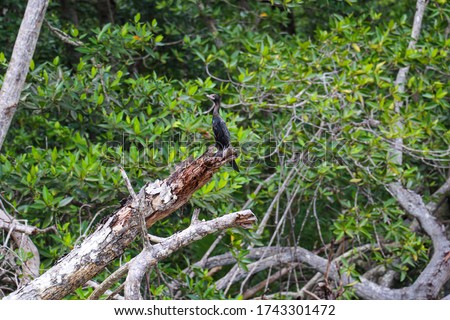 The broken branch had black cormorants perched on it.