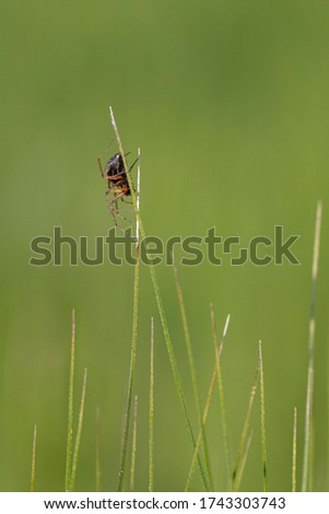 Spider climbing in grass field