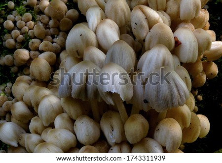 Close-up picture of mushroom, Coprinus is a small genus of mushroom-forming fungi consisting of Coprinus comatus and several of its close relatives.