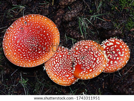 Close-up picture of mushroom, Amanita muscaria, commonly known as the fly agaric or fly amanita, is a poisonous and psychoactive basidiomycete fungus