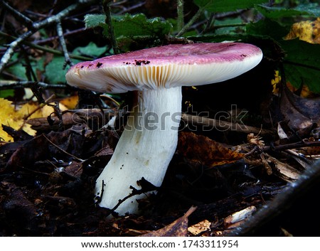 Close-up picture of mushroom, Around 750 worldwide species of ectomycorrhizal mushrooms compose the genus Russula. They are typically common, fairly large