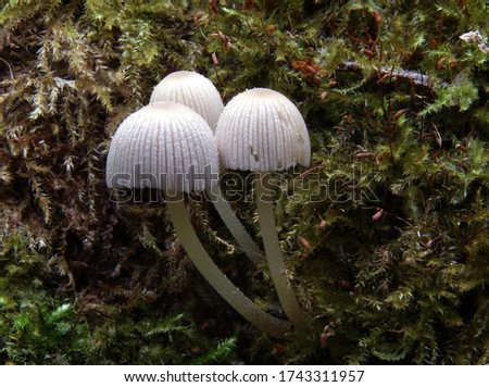 Close-up picture of mushroom, Mycena is a large genus of small saprotrophic mushrooms that are rarely more than a few centimeters in width.