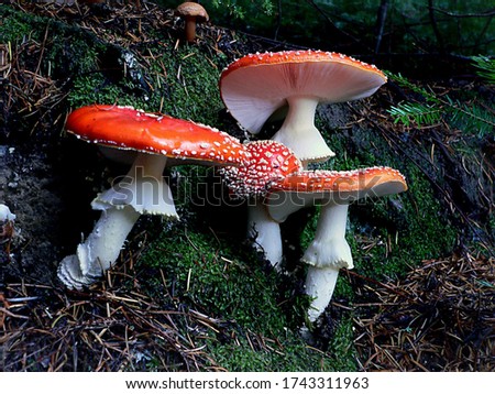 Close-up picture of mushroom, Amanita muscaria, commonly known as the fly agaric or fly amanita, is a poisonous and psychoactive basidiomycete fungus