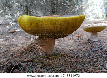 Close-up picture of mushroom, Boletus edulis (English: penny bun, cep, porcino or porcini) is a basidiomycete fungus, and the type species of the genus Boletus
