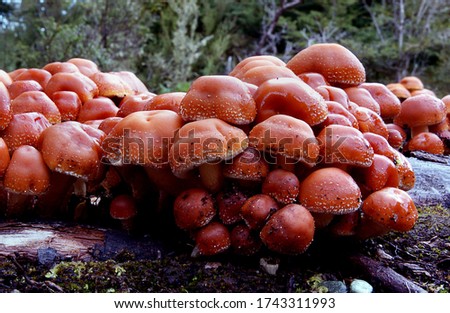 Close-up picture of mushroom, These fungi are found on stumps and fallen logs. It can be seen as a cluster of red brown mushrooms growing from the soil but they will be growning on buried wood. 