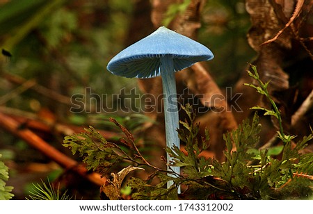 Close-up picture of mushroom, Entoloma hochstetteri, This is the iconic blue fungi of New Zealand the species can very from very bright blue to a the dull blue to almost gray in colour.