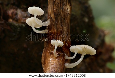 Close-up picture of mushroom, Oudemansiella australis is a species of gilled mushroom in the Physalacriaceae family. It is found in Australasia